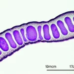 Toxoplasmosi in gravidanza: prevenzione e test utili