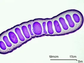 Toxoplasmosi in gravidanza: prevenzione e test utili
