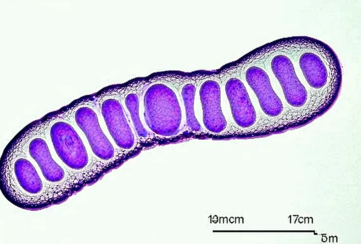 Toxoplasmosi in gravidanza: prevenzione e test utili